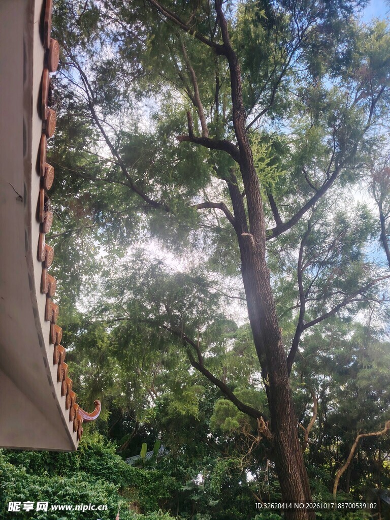 窗外绿树自然景致