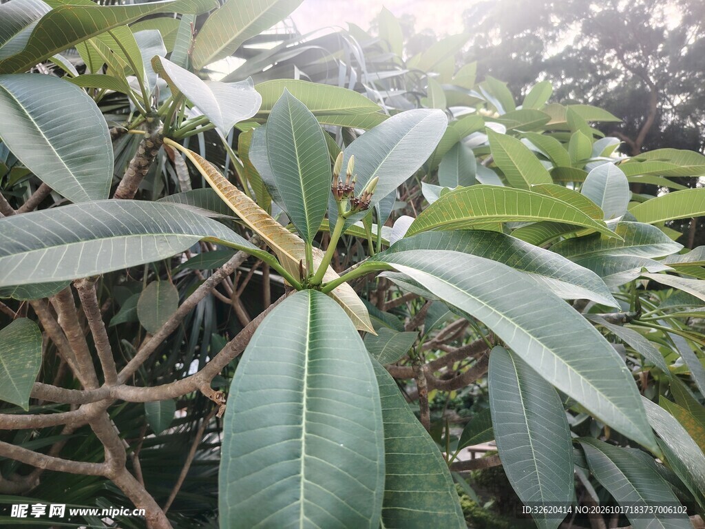 逆光下的鸡蛋花枝叶