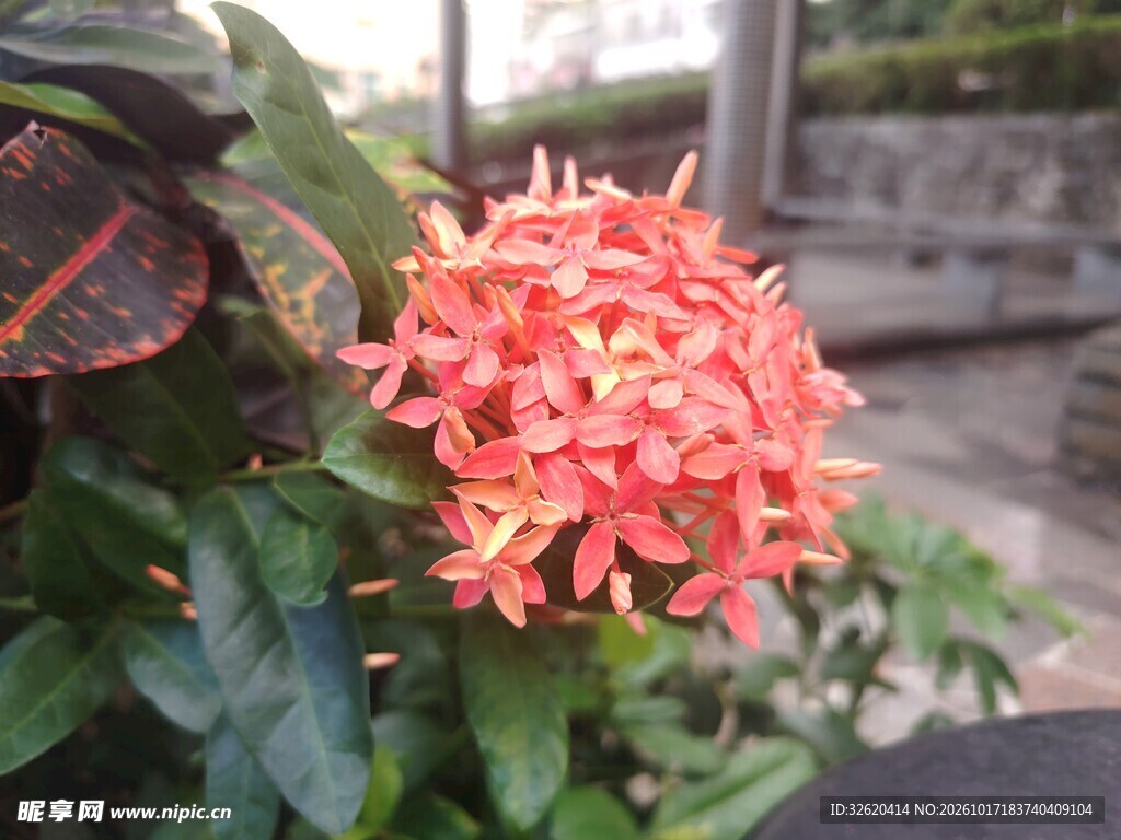 龙船花