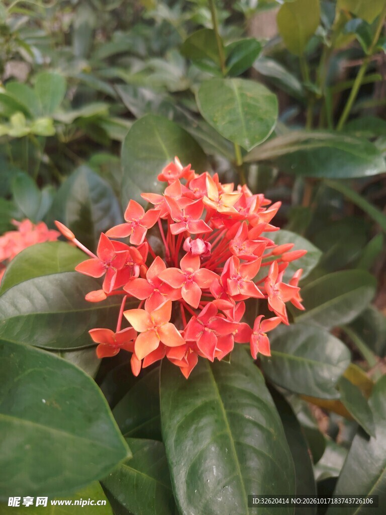 龙船花