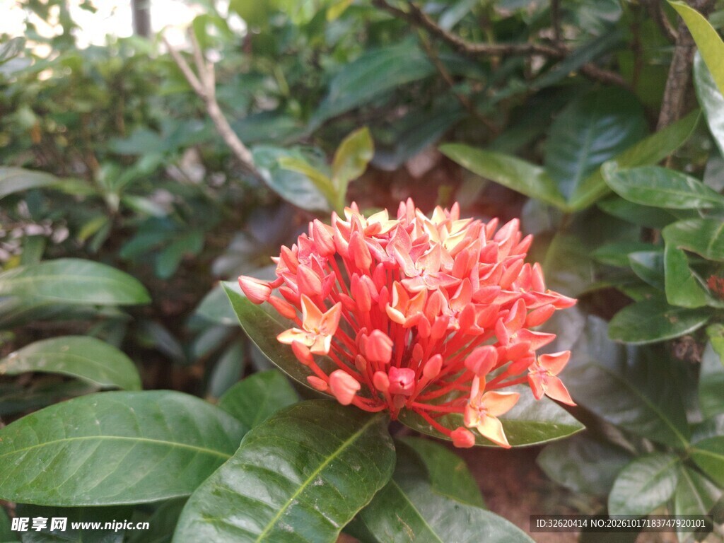 龙船花