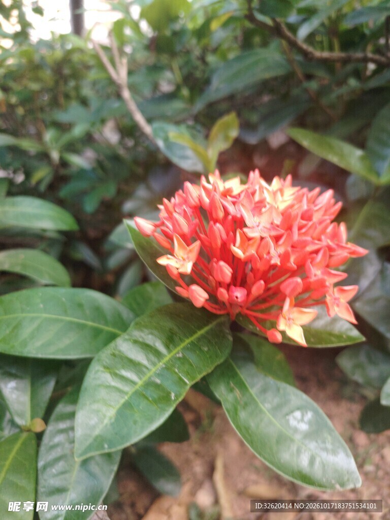 龙船花