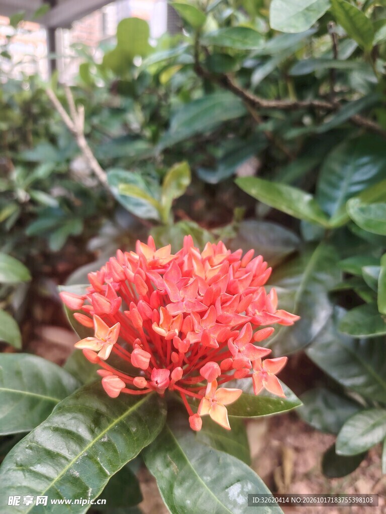 龙船花