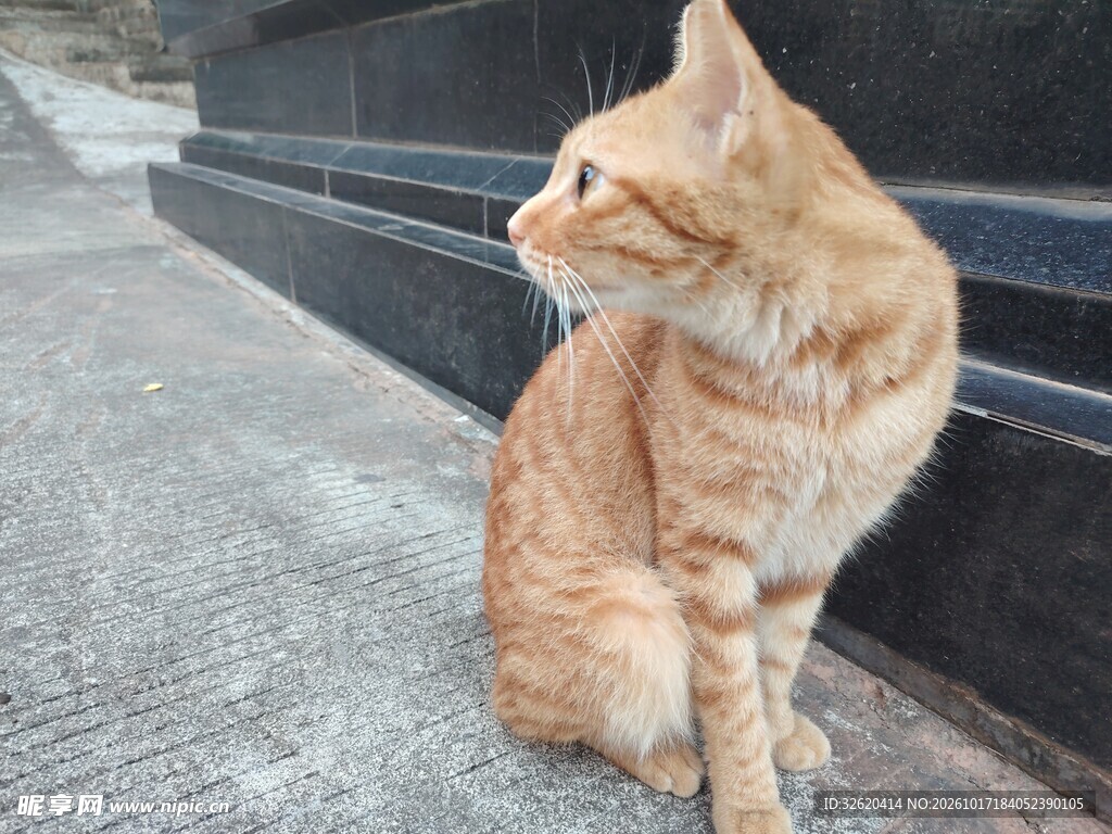 回头张望的小橘猫