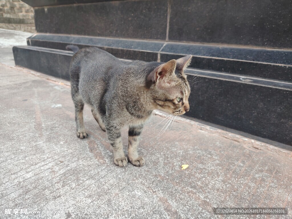 街边的小猫