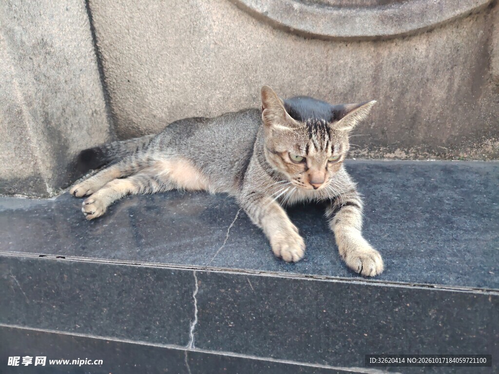 台阶上休憩的猫咪