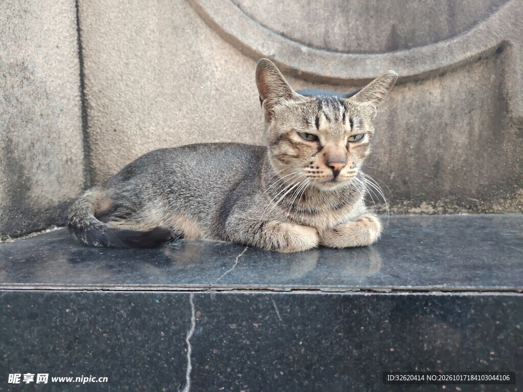 慵懒趴卧的小猫咪