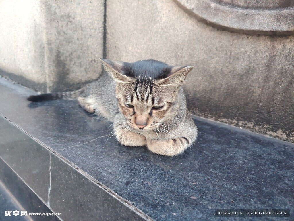 台阶上休憩的虎斑猫
