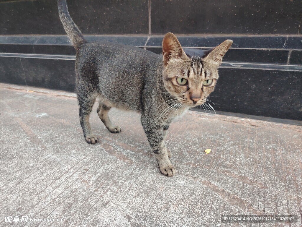 户外踱步的虎斑小猫