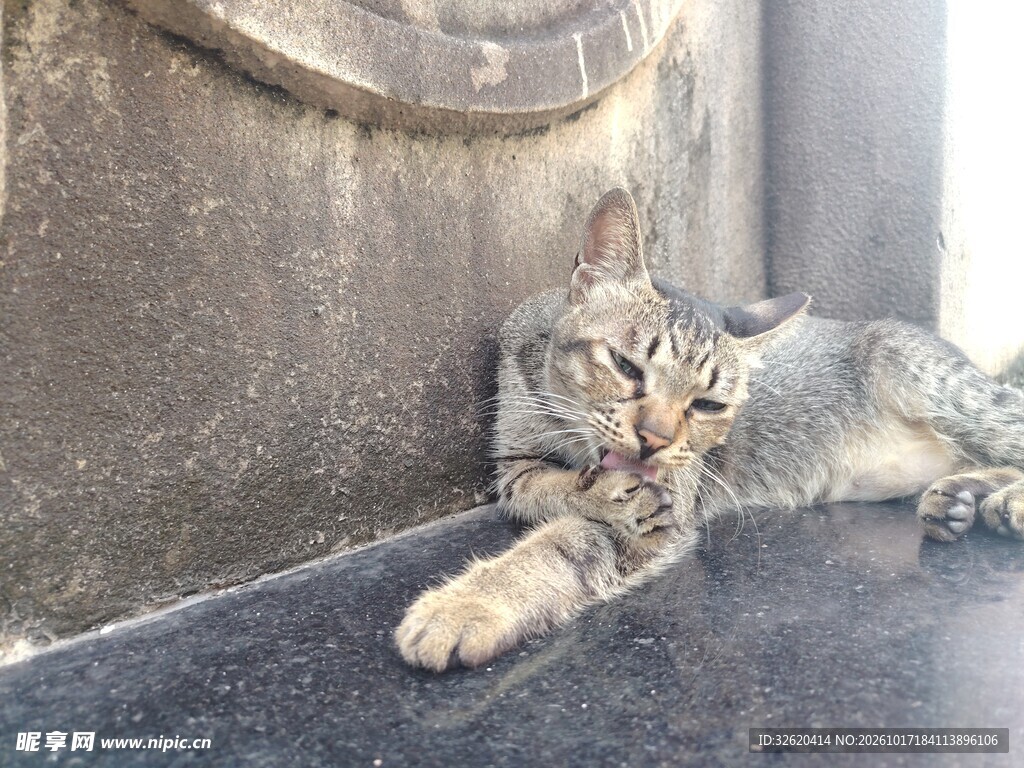 窗边休憩的狸花猫