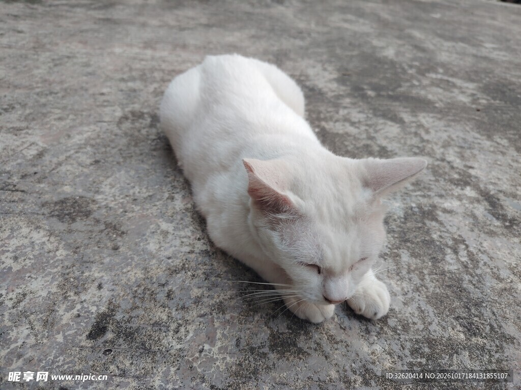 休憩的小白猫