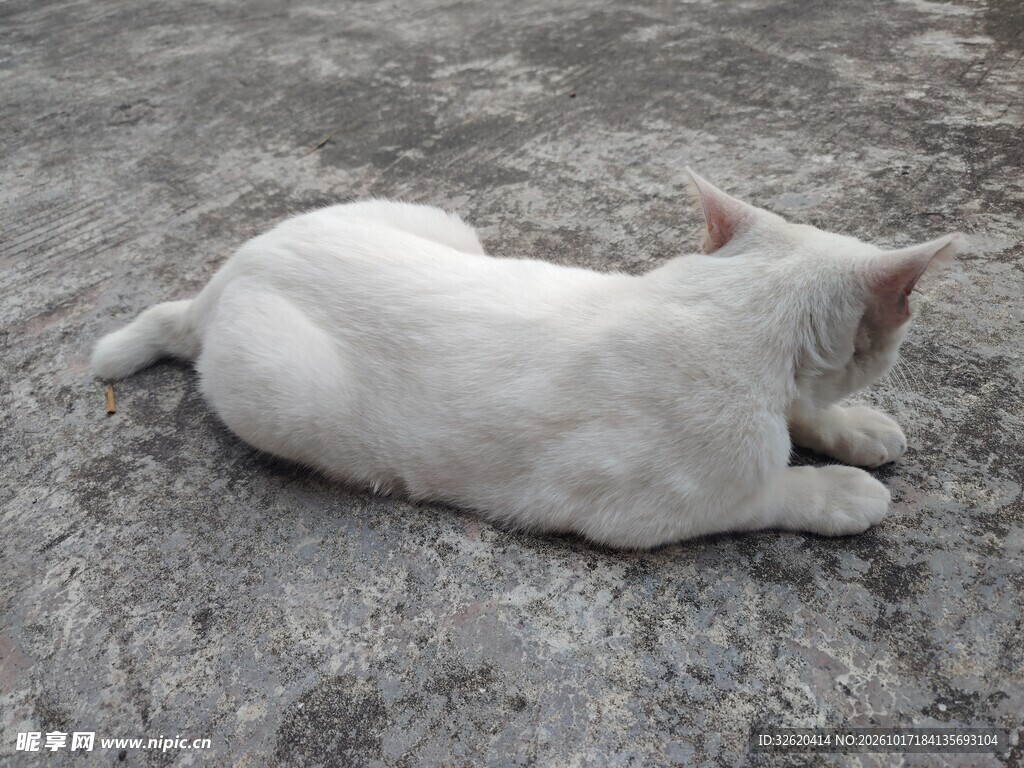 趴卧的白色小猫