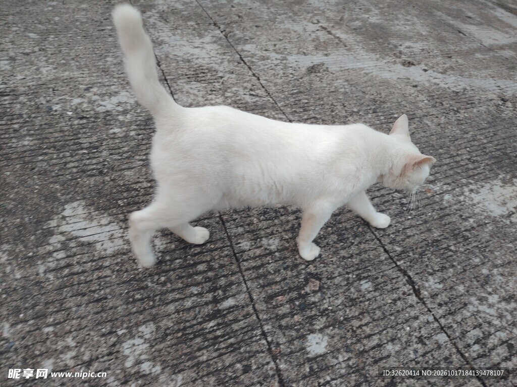 户外行走的白色猫咪