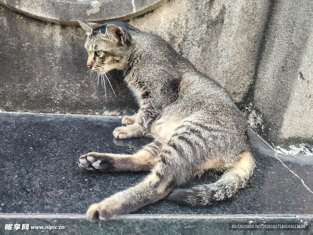 打哈欠的虎斑猫