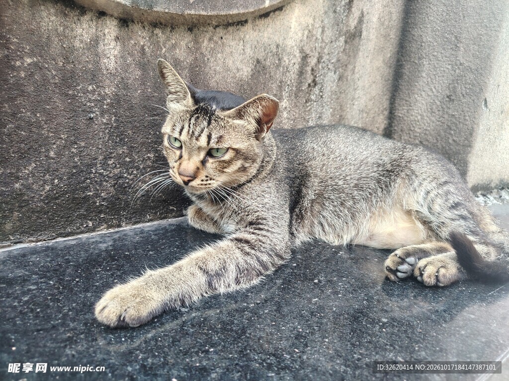 慵懒趴卧的狸花猫