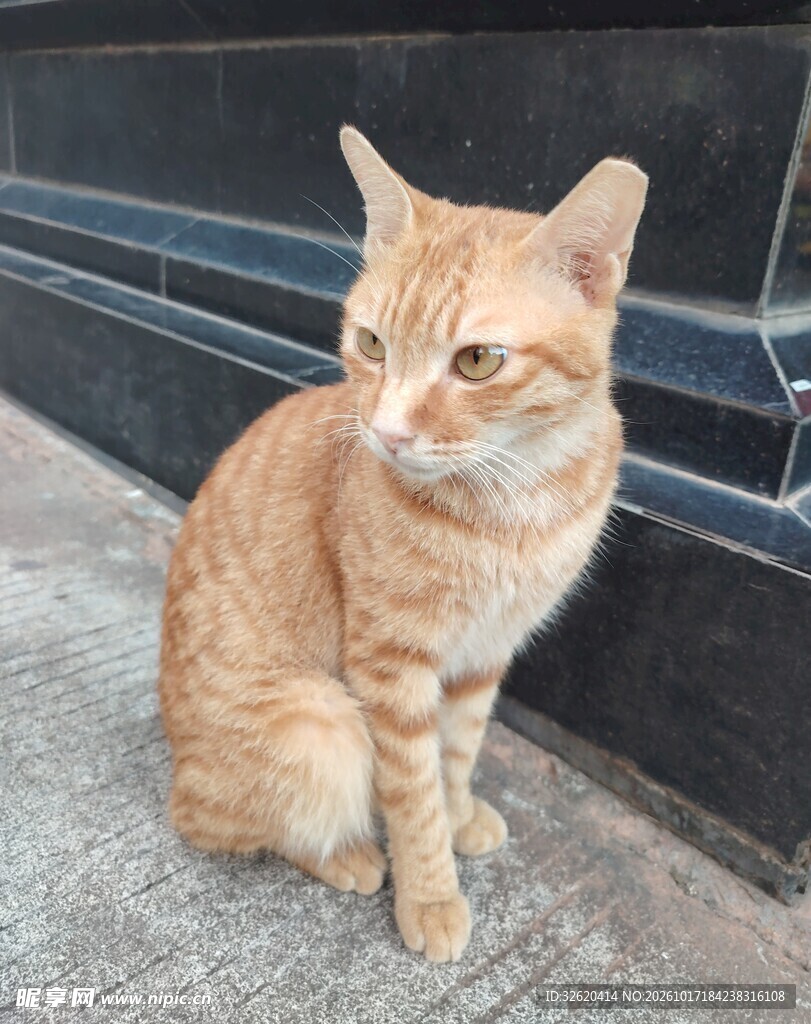 街边蹲坐的橘猫