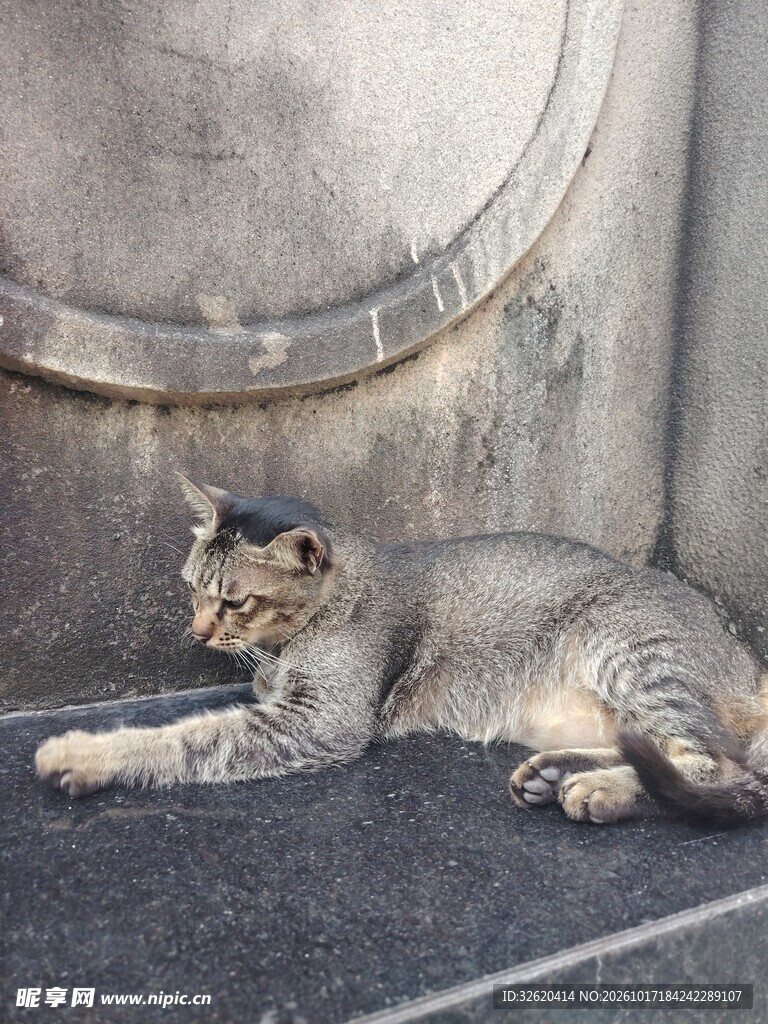 墙角休憩的虎斑猫