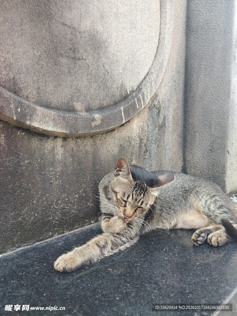 慵懒趴卧的虎斑猫