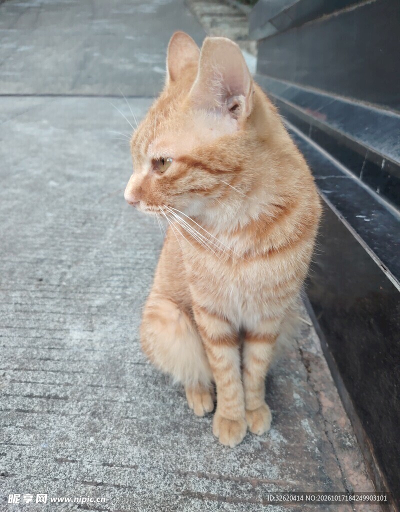 街边静坐的小橘猫