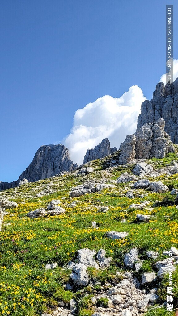 高山草甸晴日风光
