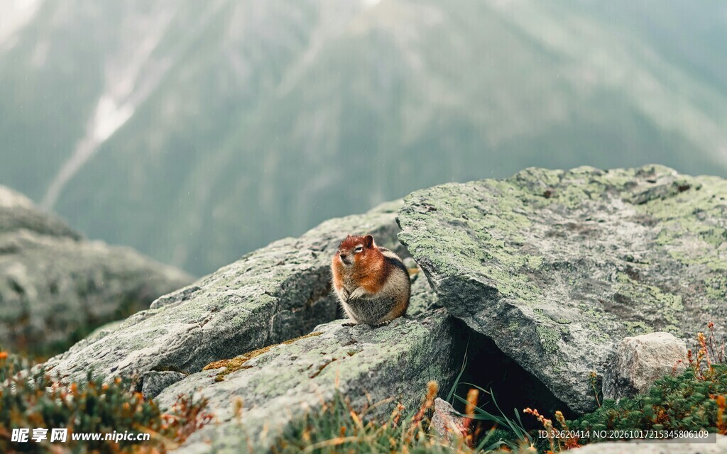 山岩上的野生土拨鼠