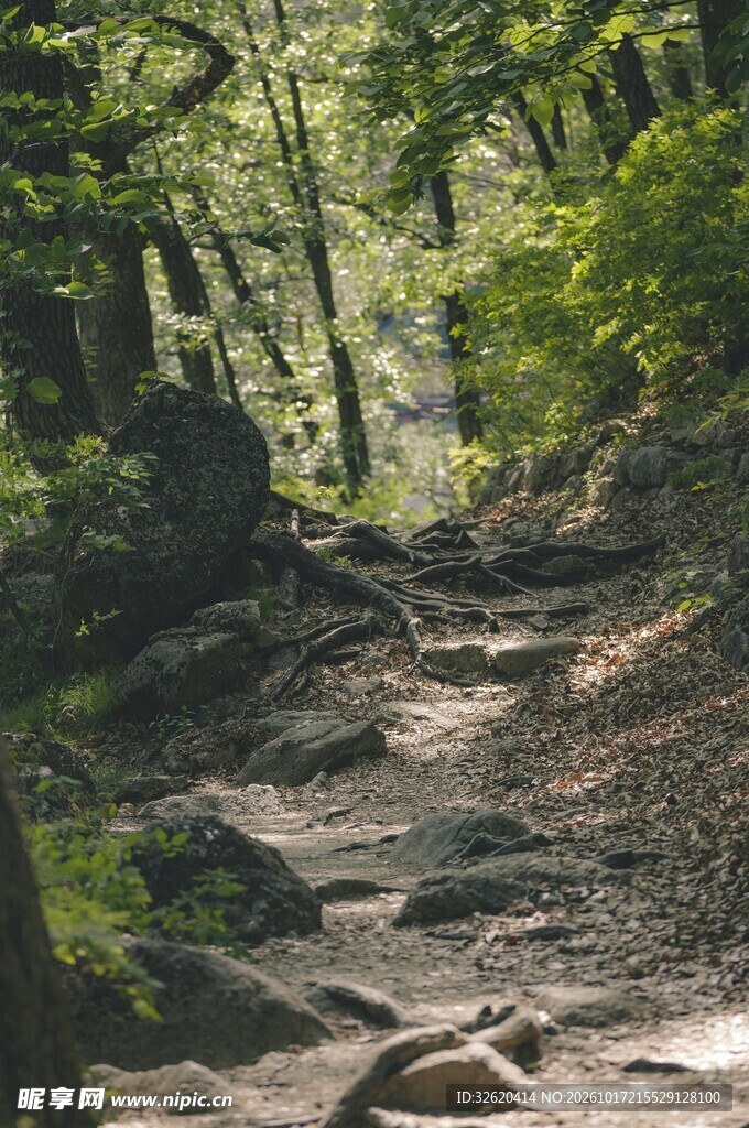 林间郊野泥土小路