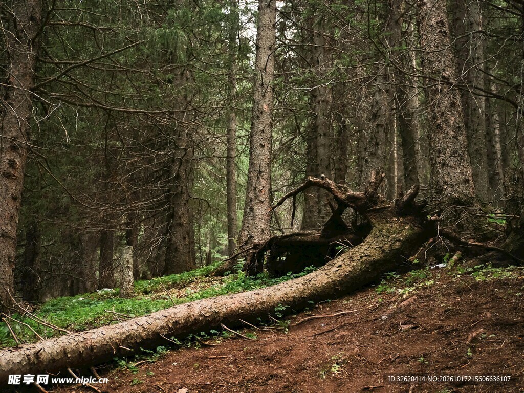 林间土路自然风景