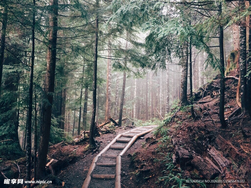 林间登山木阶步道