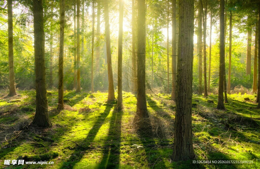 清晨森林阳光美景
