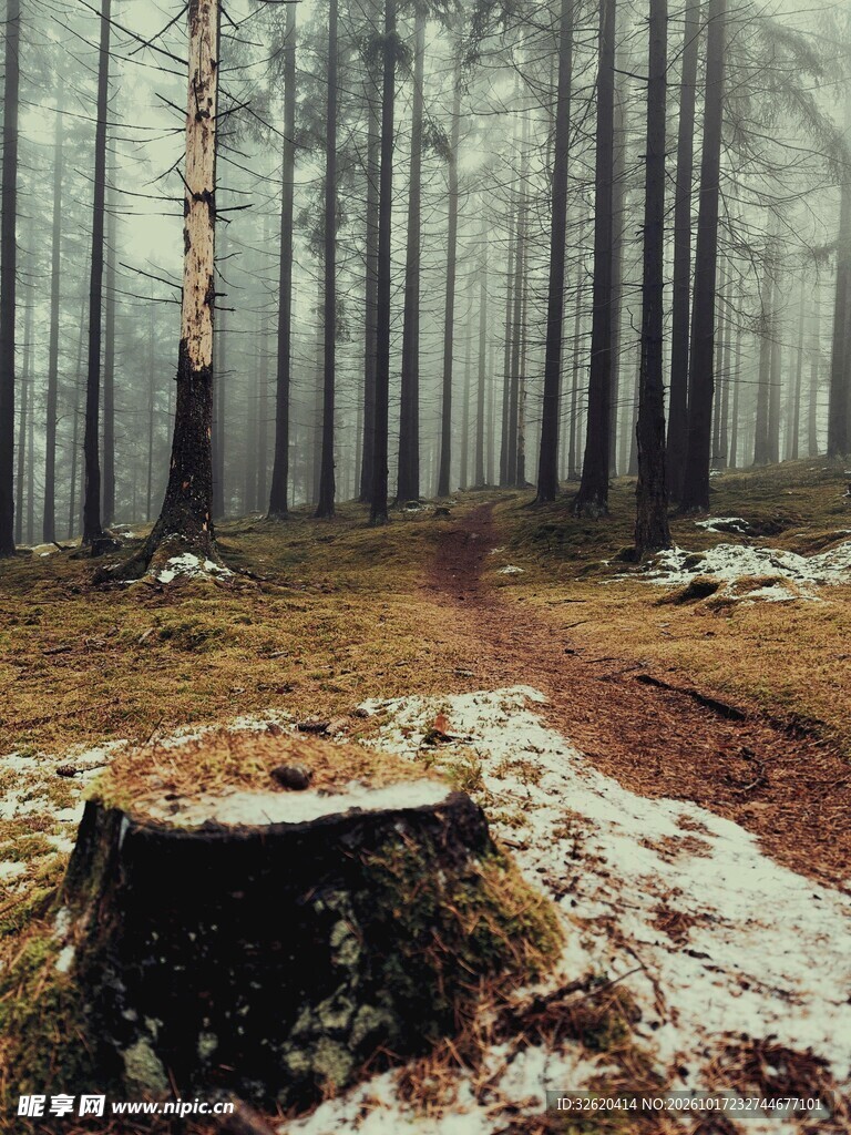 雾林残雪小径