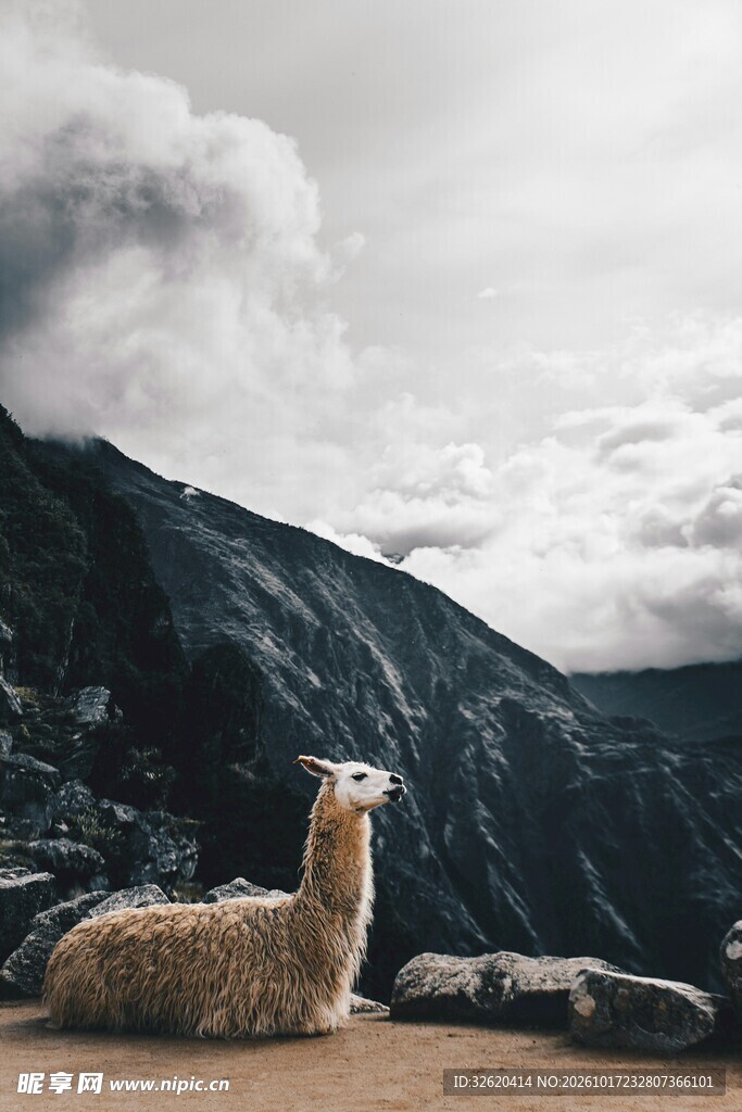 山间羊驼