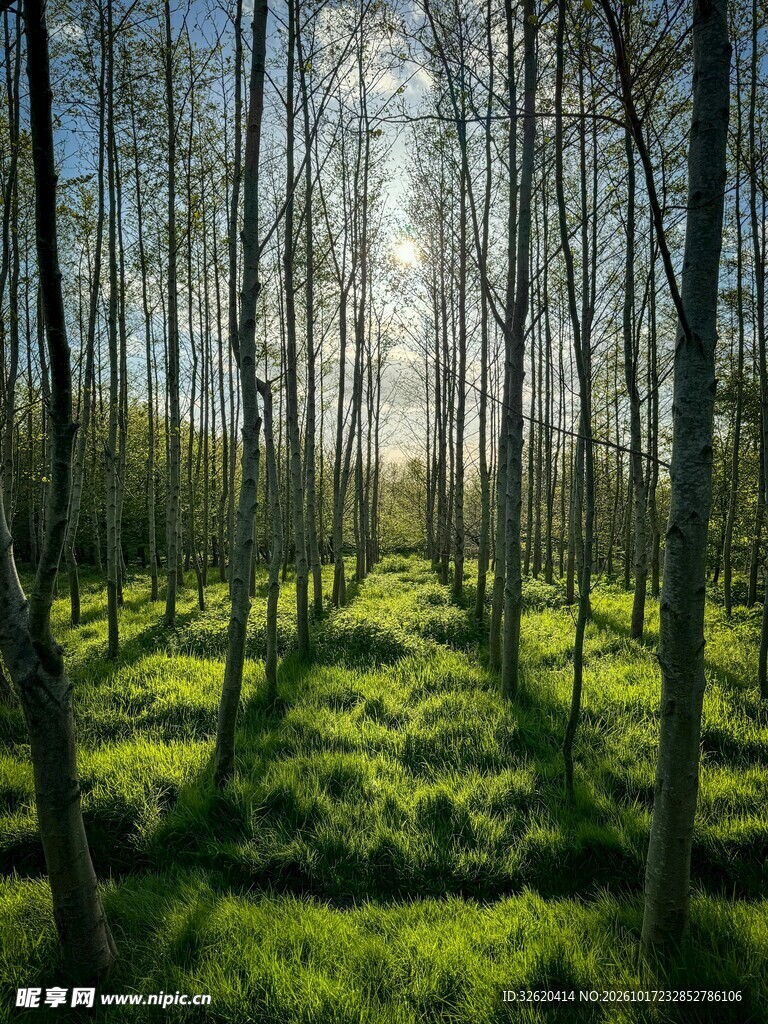 林间晨光美景