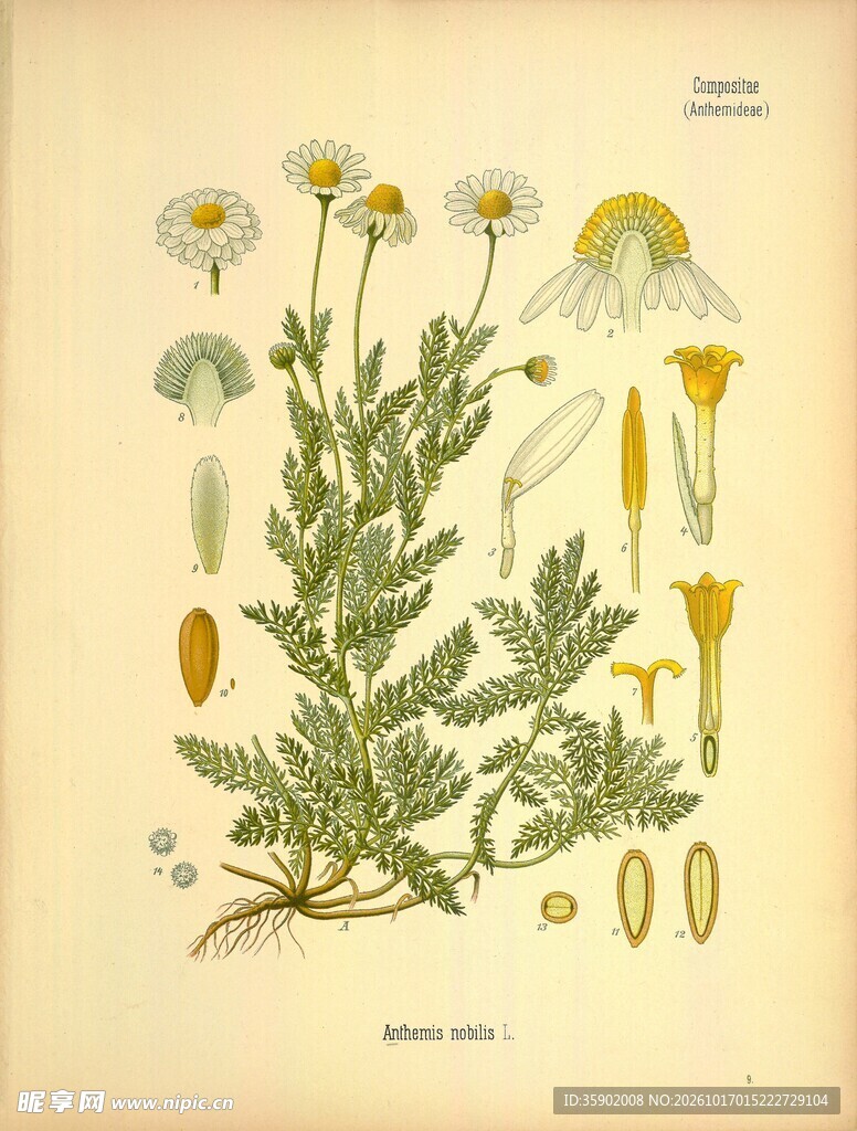 复古草本植物手绘图谱