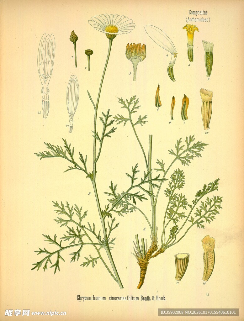 复古草本植物手绘图谱