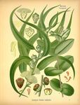 复古手绘植物图鉴
