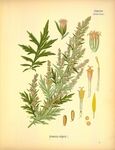 复古草本植物手绘图谱