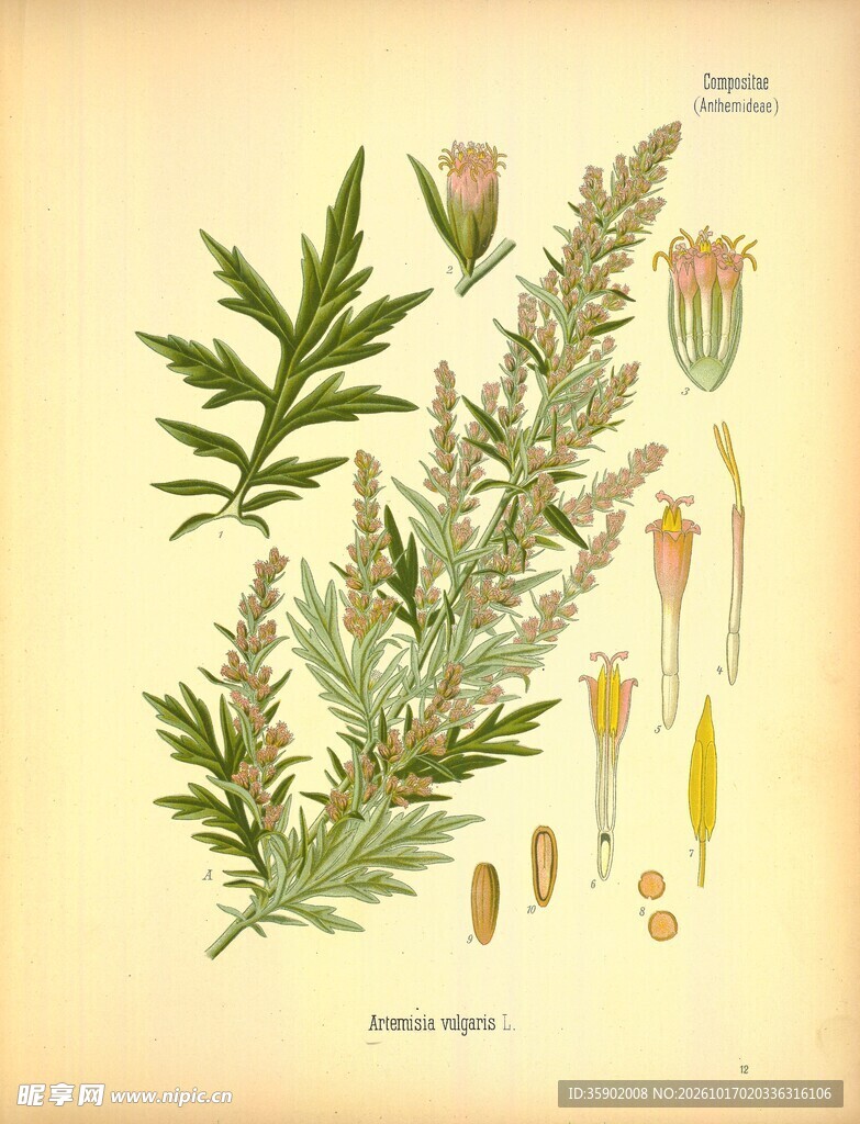 复古草本植物手绘图谱