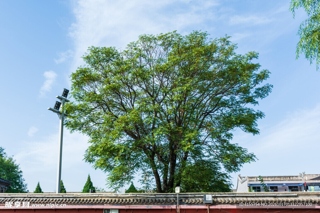蓝天下的葱郁大树