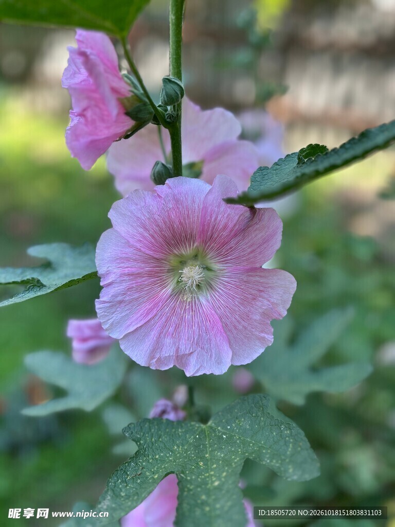 粉色蜀葵花朵特写