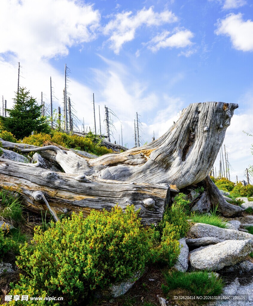 山野枯木自然风景