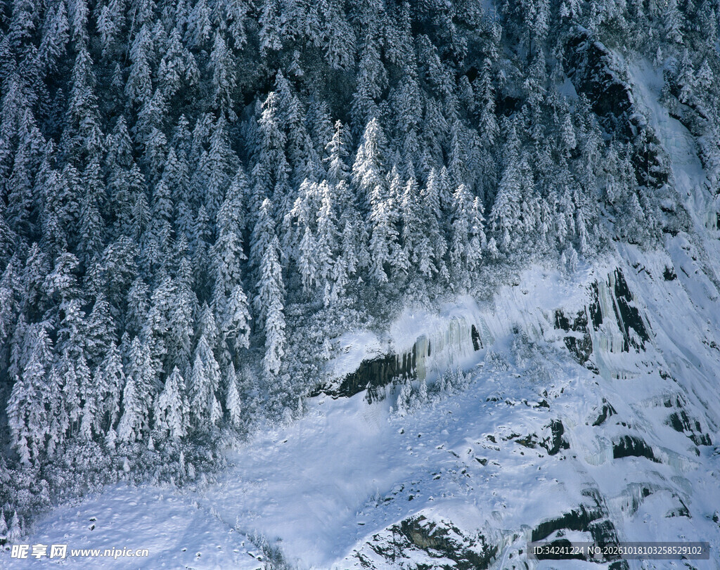 冬日雪覆森林景观