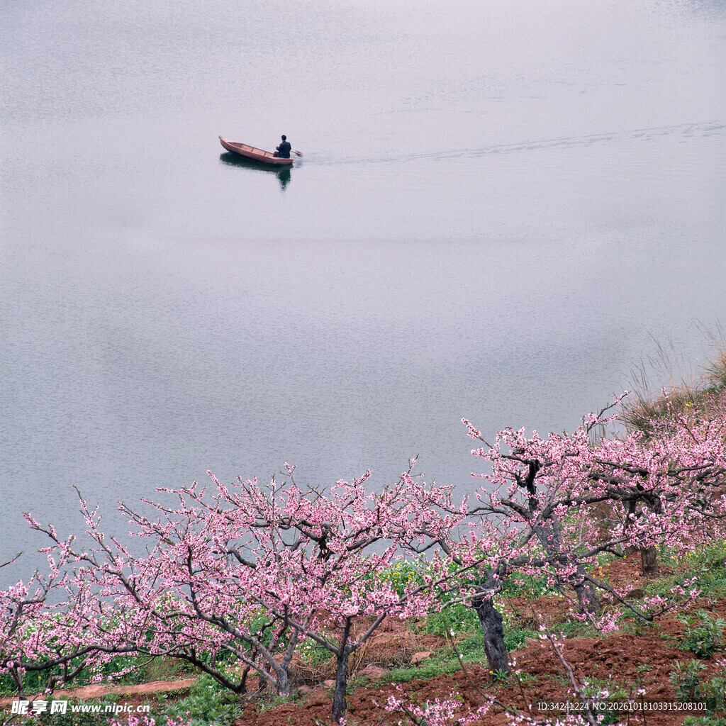 春日桃林