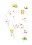 手绘水彩小花枝合集