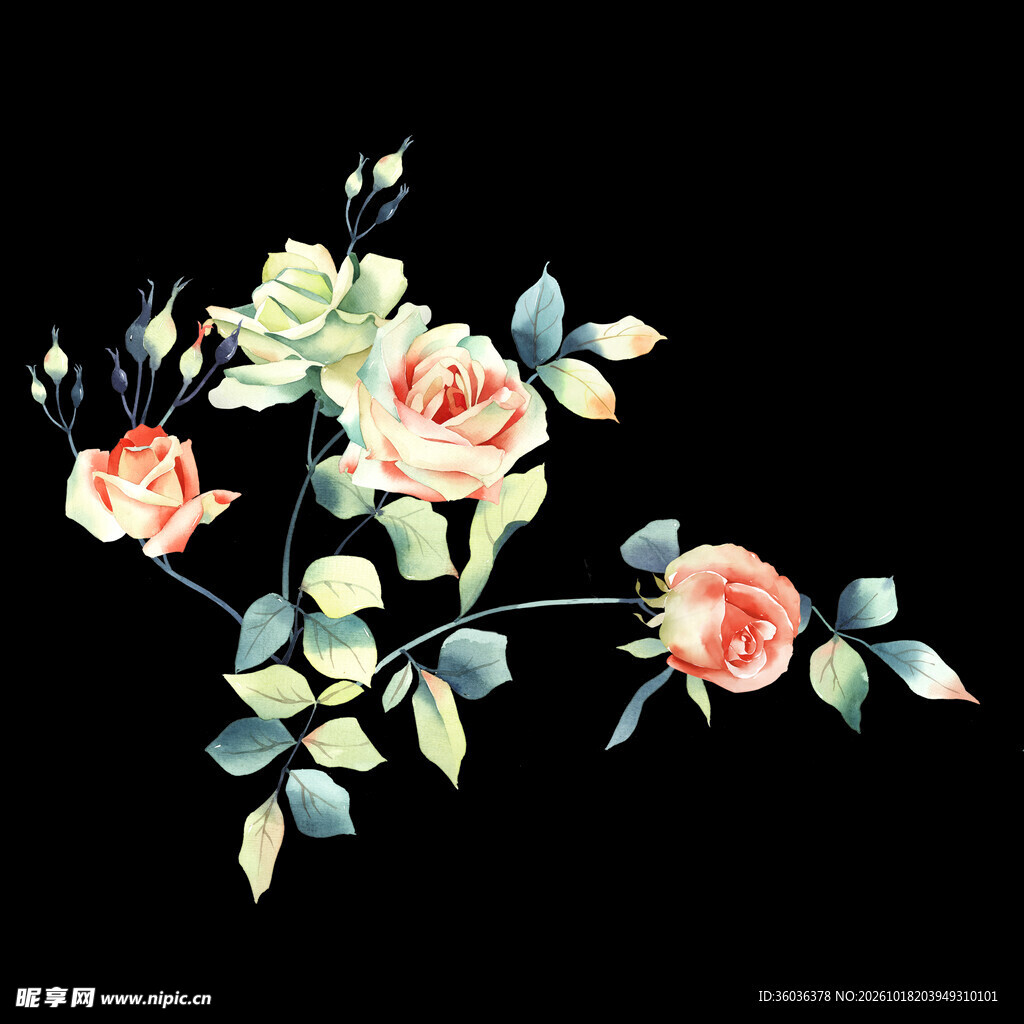 水彩手绘玫瑰花枝