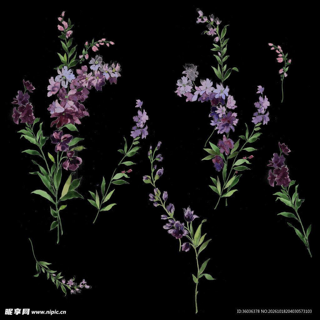紫色薰衣草花枝素材