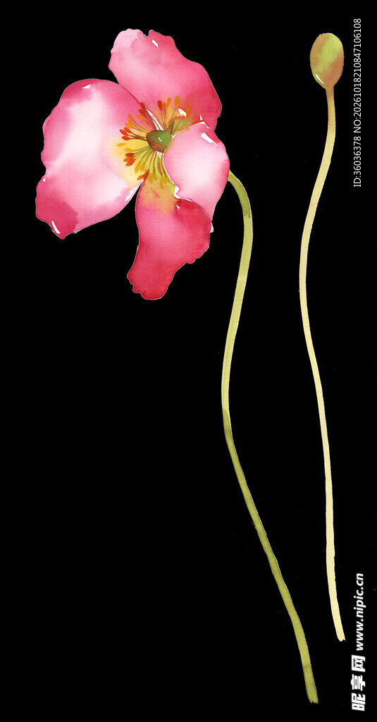 水彩粉色虞美人