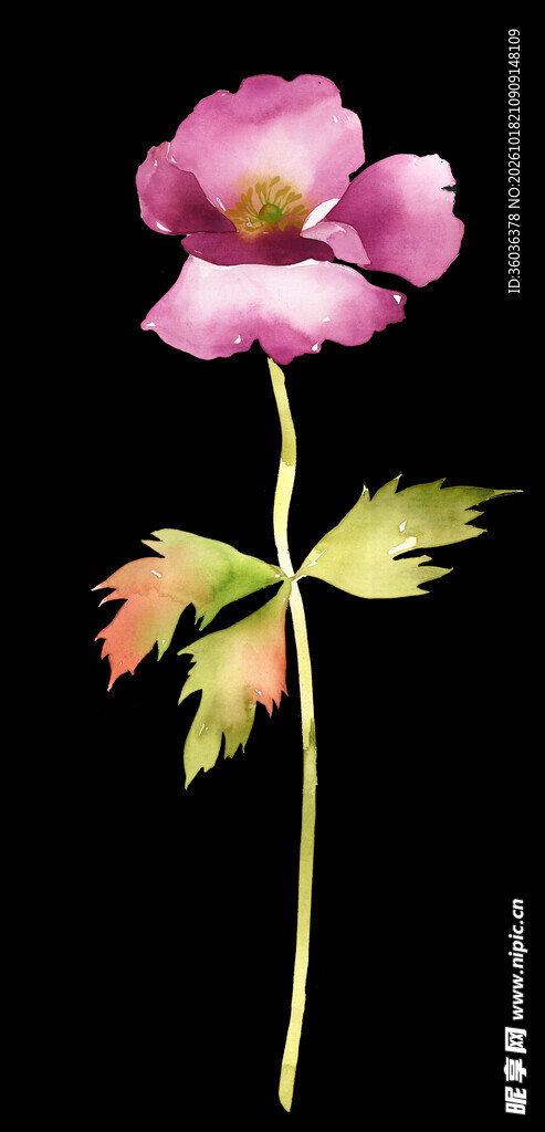 手绘水彩粉色花