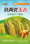 玖两优玉占水稻宣传海报