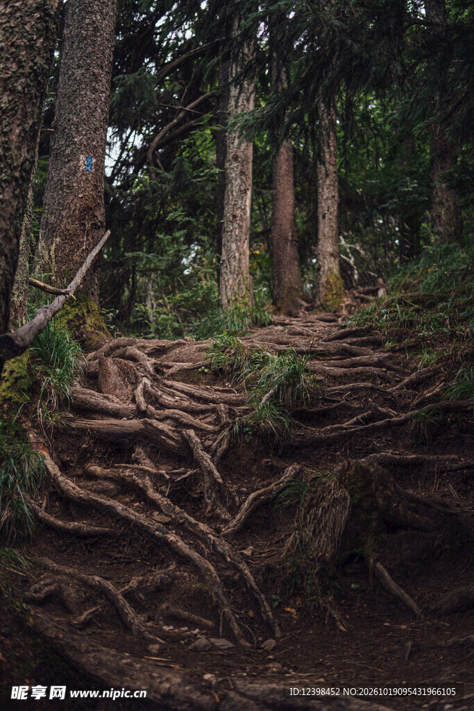 林间盘错树根景观