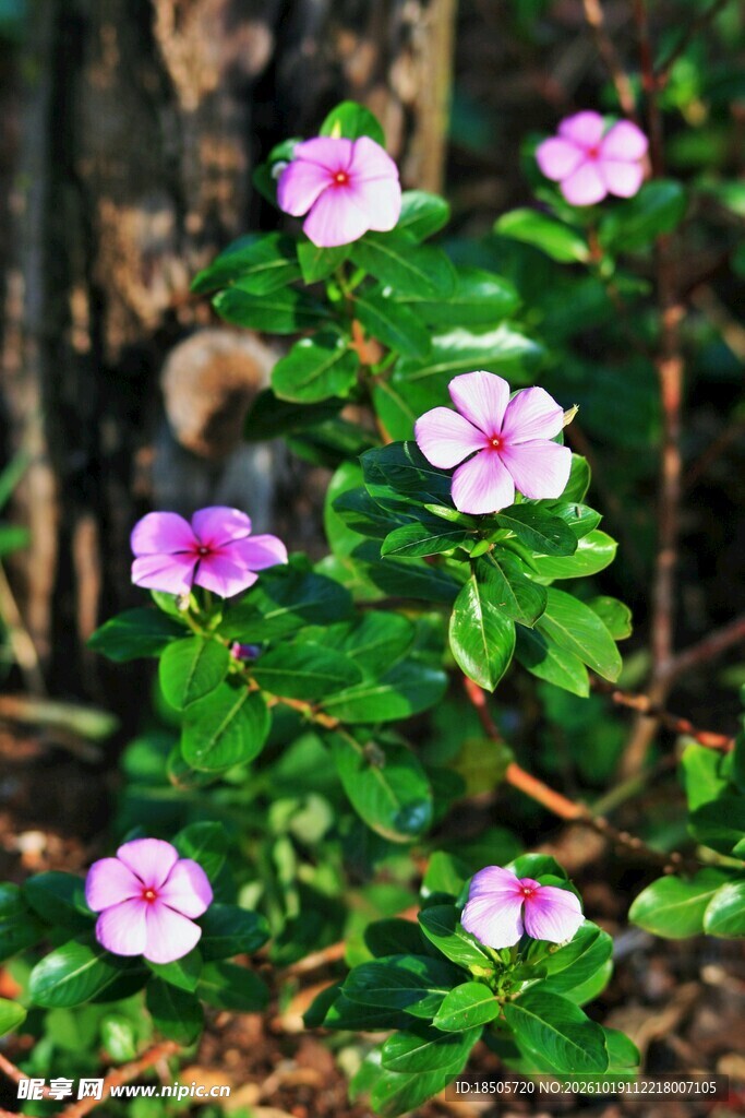 林间粉花长春花